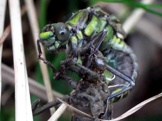 Gomphus vulgatissimus, Gemeine Keiljungfer
