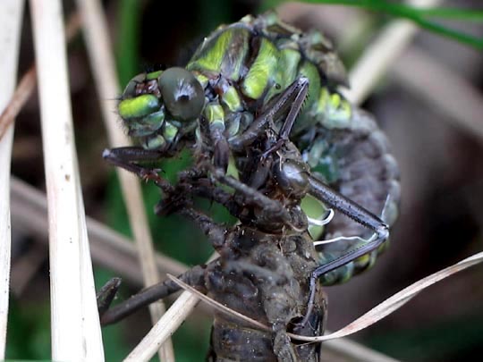 Gomphus vulgatissimus, Gemeine Keiljungfer