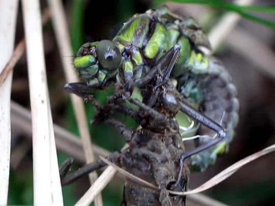 Gomphus vulgatissimus, Gemeine Keiljungfer