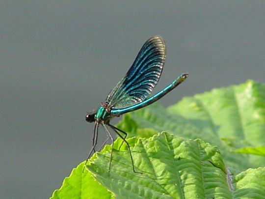 Gebänderte Prachtlibelle, Calopteryx splendens, Weibchen