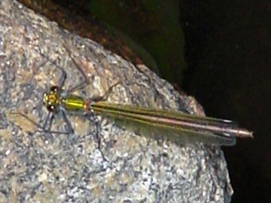 Gebänderte Prachtlibelle, Calopteryx splendens, Weibchen