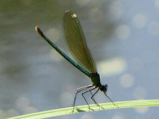 Calopteryx