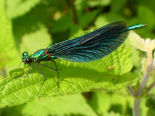 Blauflügel Prachtlibelle, Calopteryx virgo
