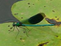Gebänderte Prachtlibelle, Calopteryx splendens