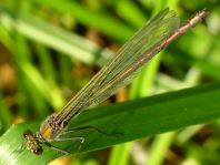 Prachtlibelle, Calopteryx
