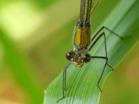 Prachtlibelle, Calopteryx