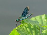 Blauflügel Prachtlibelle, Calopteryx virgo