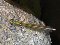 Prachtlibelle, Calopteryx