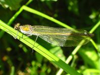 Calopteryx splendens, Gebänderte Prachtlibelle