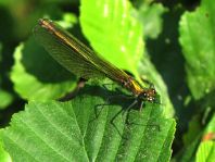 Prachtlibelle, Calopteryx
