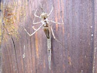 Gebänderte Prachtlibelle, Calopteryx splendens