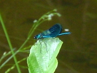 Gebänderte Prachtlibelle, Calopteryx splendens