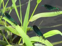 Prachtlibelle, Calopteryx