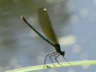 Prachtlibelle, Calopteryx