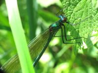Calopteryx splendens, Gebänderte Prachtlibelle