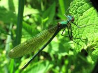 Calopteryx splendens, Gebänderte Prachtlibelle