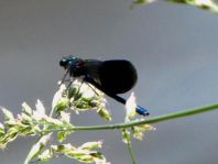 Calopteryx splendens, Gebänderte Prachtlibelle
