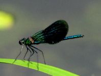 Calopteryx splendens, Gebänderte Prachtlibelle