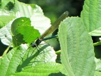 Prachtlibelle, Calopteryx