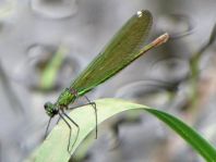 Prachtlibelle, Calopteryx