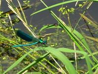 Gebänderte Prachtlibelle, Calopteryx splendens