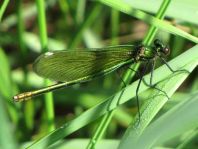 Prachtlibelle, Calopteryx