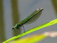 Prachtlibelle, Calopteryx
