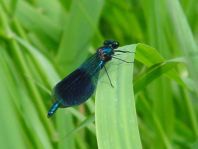 Gebänderte Prachtlibelle, Calopteryx splendens