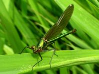 Gebänderte Prachtlibelle, Calopteryx splendens