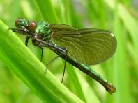 Gebänderte Prachtlibelle, Calopteryx splendens