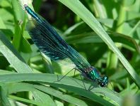 Gebänderte Prachtlibelle, Calopteryx splendens