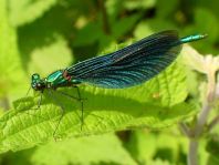 Blauflügel Prachtlibelle, Calopteryx virgo