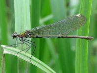 Prachtlibelle, Calopteryx