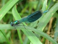 Calopteryx splendens, Gebänderte Prachtlibelle