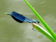 Calopteryx splendens, Gebänderte Prachtlibelle