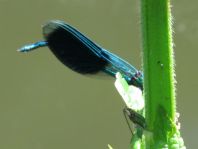 Calopteryx splendens, Gebänderte Prachtlibelle