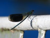 Calopteryx splendens, Gebänderte Prachtlibelle