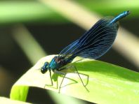 Calopteryx splendens, Gebänderte Prachtlibelle