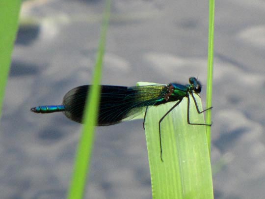 Gebänderte Prachtlibelle, Calopteryx splendens