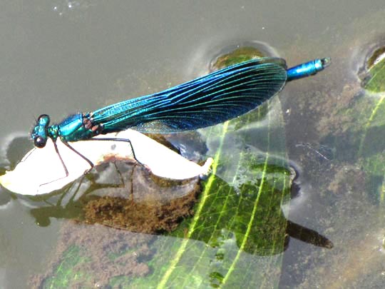 Gebänderte Prachtlibelle, Calopteryx splendens