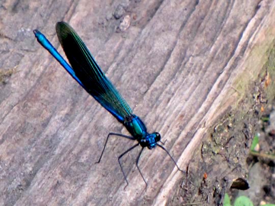 Gebänderte Prachtlibelle, Calopteryx splendens