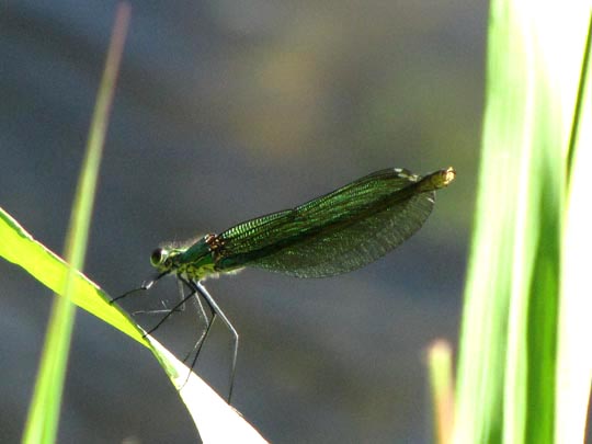 Gebänderte Prachtlibelle, Calopteryx splendens