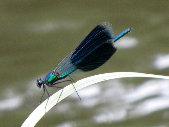 Gebänderte Prachtlibelle, Calopteryx splendens