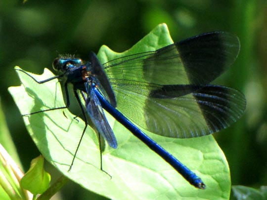 Gebänderte Prachtlibelle, Calopteryx splendens