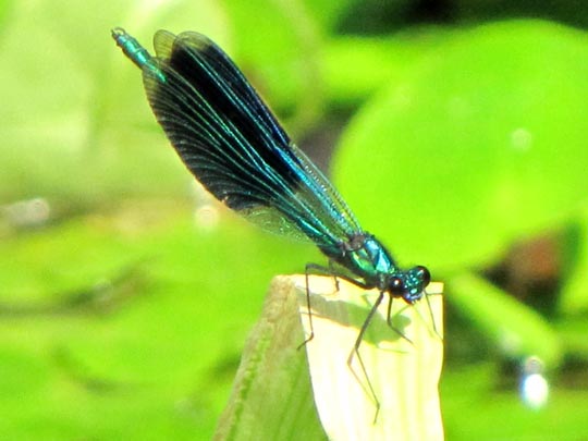 Gebänderte Prachtlibelle, Calopteryx splendens