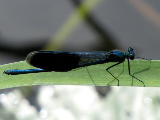 Gebänderte Prachtlibelle, Calopteryx splendens
