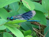 Calopteryx splendens, Gebänderte Prachtlibelle