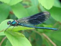 Calopteryx splendens, Gebänderte Prachtlibelle