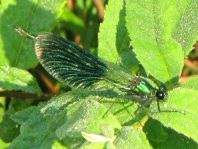 Calopteryx splendens, Gebänderte Prachtlibelle