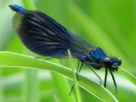 Calopteryx splendens, Gebänderte Prachtlibelle